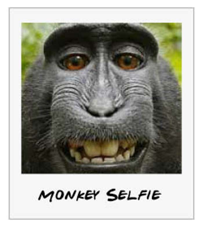 Monkey-Selfie Case Returns—To Court & (Maybe) a Theater Near You