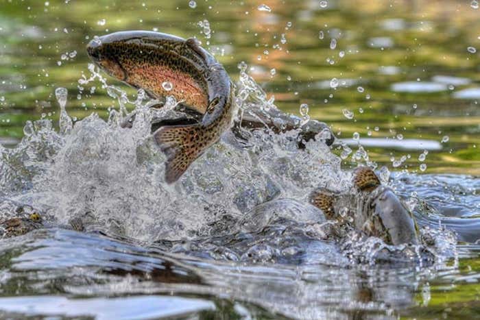 rainbow trout blog