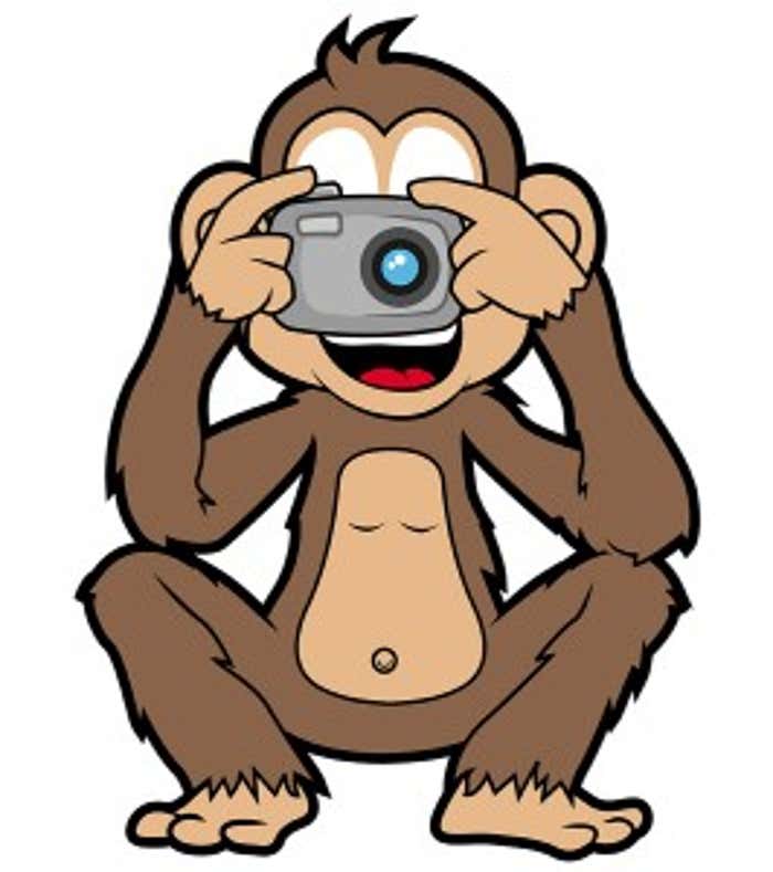 Monkey in the Middle of Selfie Copyright Dispute