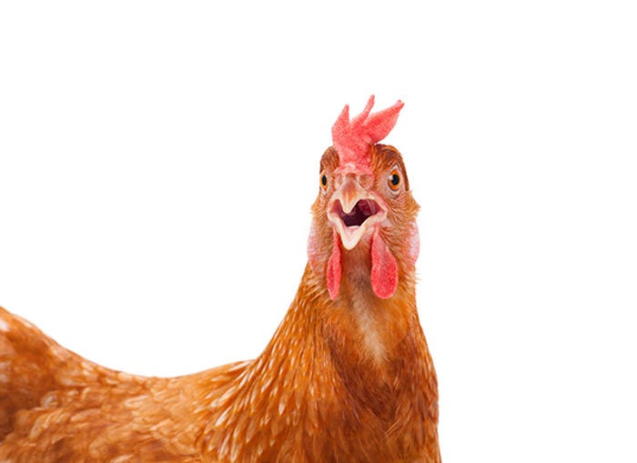 This Week in the Ninth:  Chickens and Subpoenas