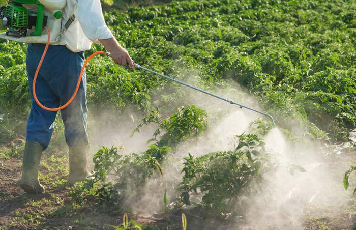 The Ninth Circuit Kills GMO Pesticide Regulations in Hawaii Counties