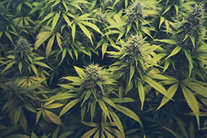marihuana plants